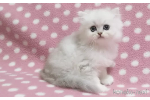 成約済の愛知県のペルシャ(チンチラ)-88171の3枚目